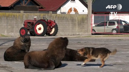 Lobos marinos a sus anchas en una Mar del Plata vacía en Argentina