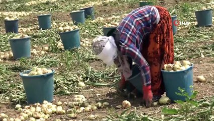 - DRONE) Herkes evinde tarım işçileri soğan tarlasında