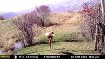 ERZİNCAN Nesli tükenmekte olan kızıl kuyruklu şahin fotokapanla görüntülendi