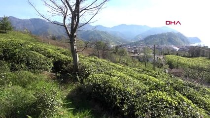 RİZE ÇAY ÜRETİCİLERİ SEZONA HAZIRLANIYOR