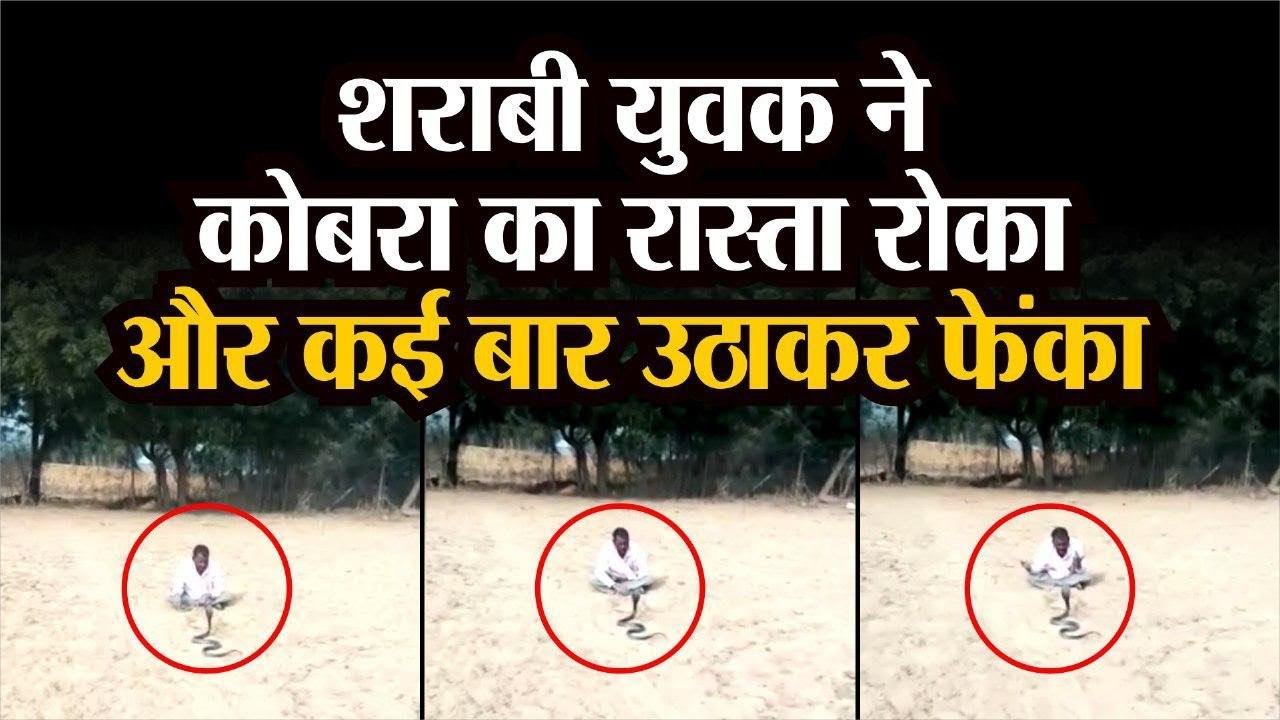 शराबी युवक ने कोबरा का रास्ता रोका और कई बार उठाकर फेंका