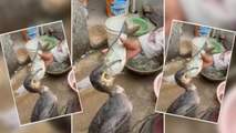 Viral Video : A Seabird Cormorant Eating Fish Will Give You Goosebumps