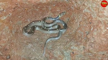 देखे कैसे बचाया इस साँप को... snake rescued from the narrow well..
