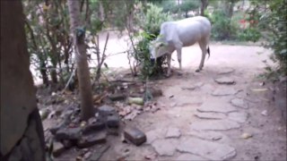 Funny Animal Running Trick Video