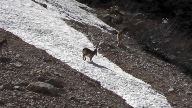Munzur Dağları'nda yaban keçileri görüntülendi