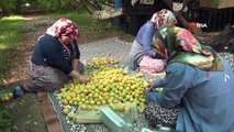 Türkiye’de yılın ilk kayısı hasadı Silifke’de yapıldı