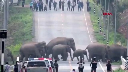 DHA DIŞ -Tayland'da caddeyi basan fil sürüsü kamerada