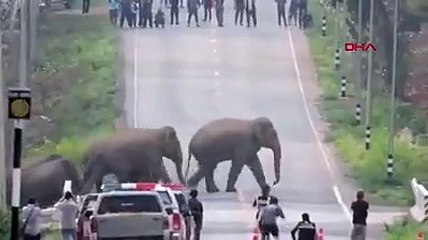 Tayland'da caddeyi basan fil sürüsü kamerada