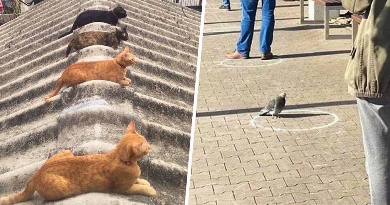 Ces animaux hilarants qui respectent le confinement et la distanciation sociale