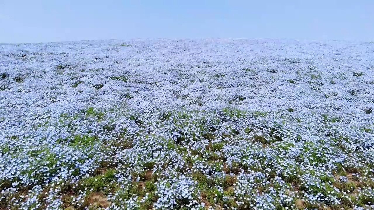 Japan: Bunter Blütenrausch in Corona-Stille