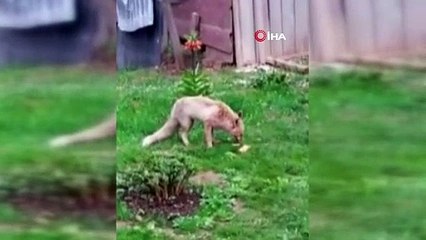 Tilki kedinin saldırısıyla neye uğradığını şaşırdı