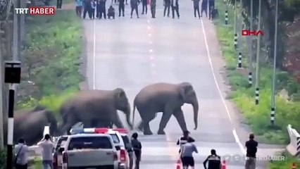 Tayland'da caddeyi basan fil sürüsü kamerada