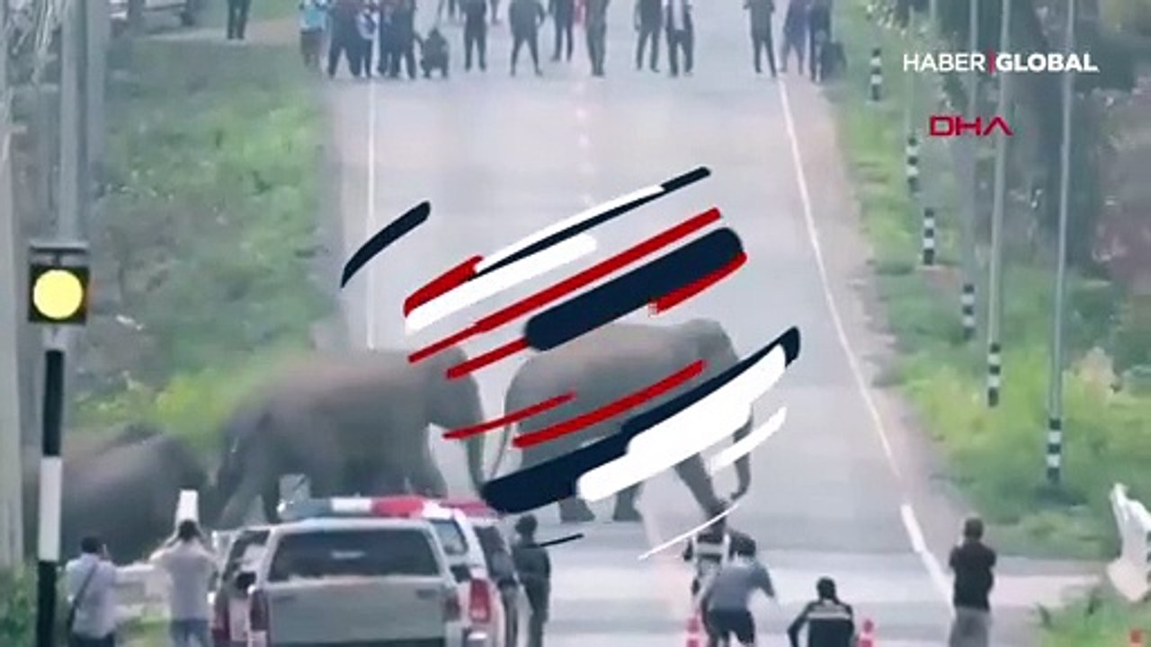 Caddeyi basan fil sürüsü paniğe neden oldu