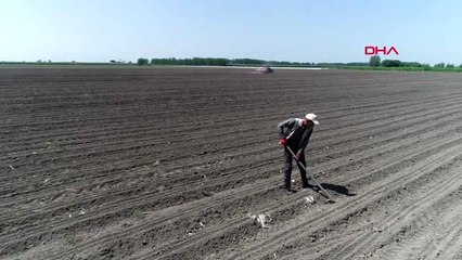 Adana'da tarım işçileri tarlalarda
