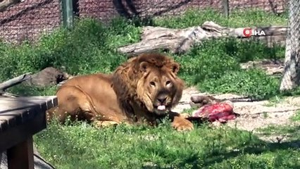 Hayvanat bahçesinde hayvanların bakımları eksiksiz yapılıyor