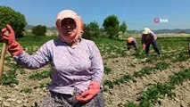 Sokağa çıkma kısıtlamasından etkilenmeyen çiftçiler tarlalarda