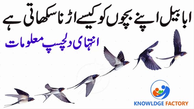 Ababeel ki Apny Bachoun ko Tarbiat,ababeel,ababeel bird,bachon ki tarbiyat,aulad ki tarbiyat,ababil bird,ababil,bachon ki taleem o tarbiat in urdu,bacho ki tarbiyat,bachoun ki tarbiyat kaise karein,bachon ki tarbi