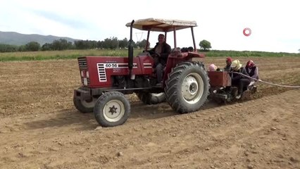 Manisa'da tütün ekimi başladı