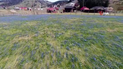 'Mor Yayla' ismi ile tanınan Kadıralak Yaylasında 'Korana' sessizliği