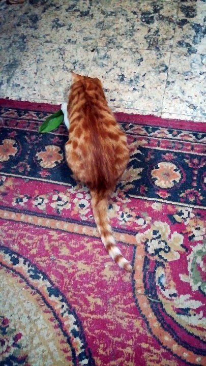Kitty Play With Green Leaf
