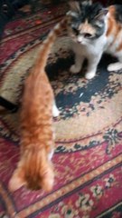 Mother Teach Her Kitty Some Manners