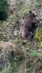 Anne ayının yavrularını kurtarma mücadelesi