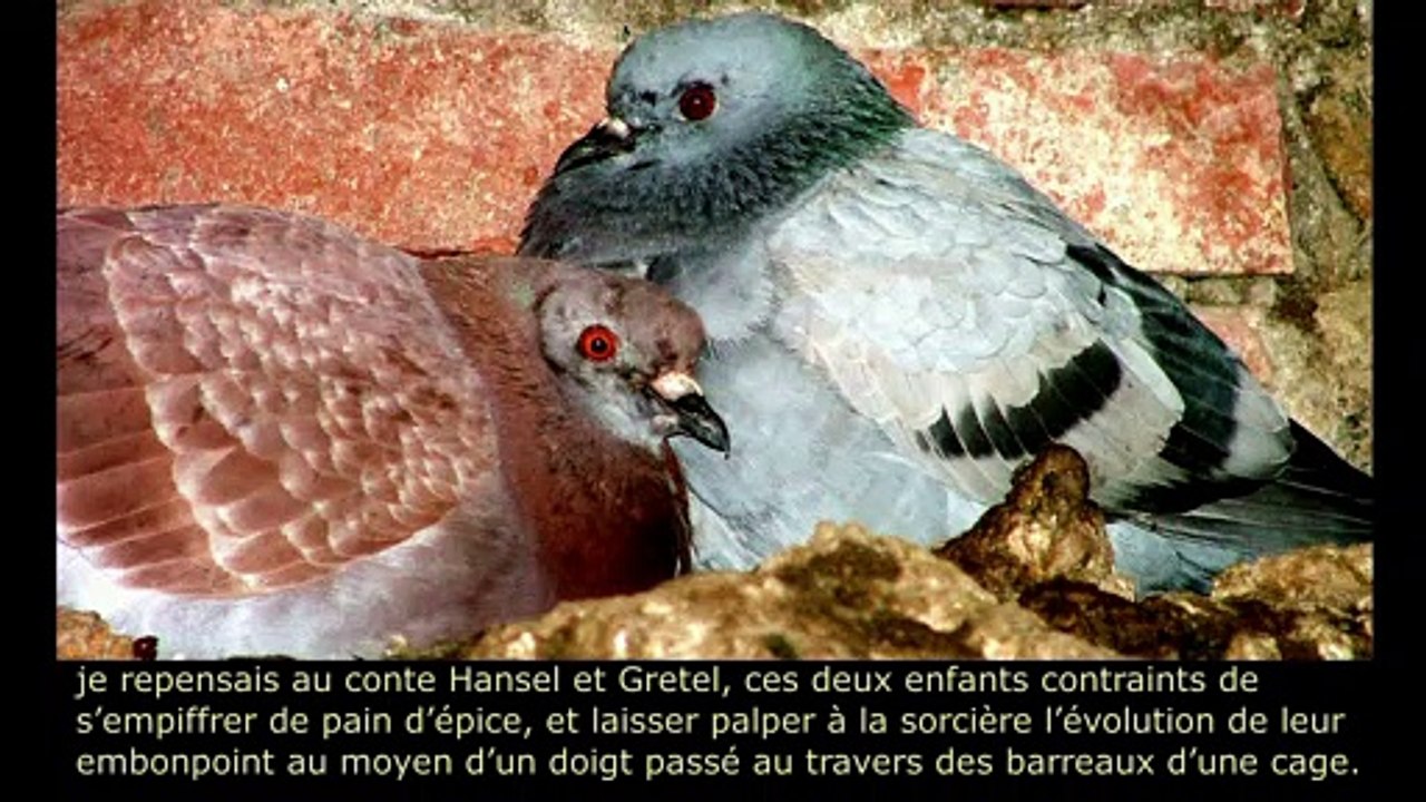 Constellation du corbeau