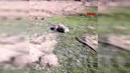 BAYBURT Yaralı vaşağa 'Biz seni iyileştirmeye çalışıyoruz, sen bize hırlıyorsun' diye çıkıştı