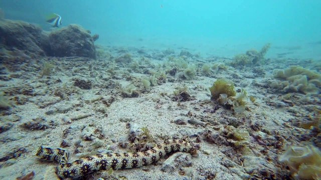 Murène étoilée, murène à flammes ou murène à cristaux de neige