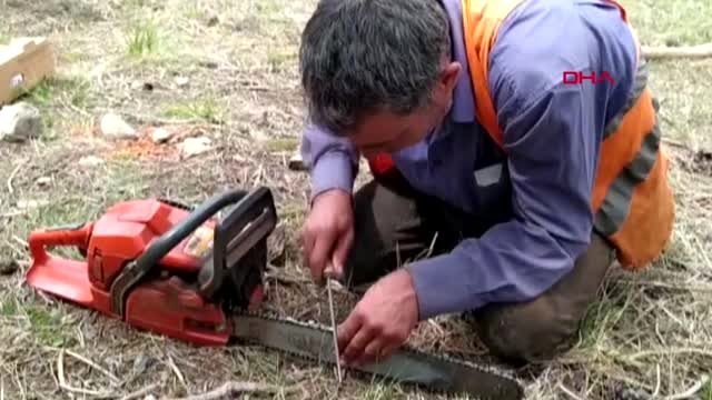 MERSİN Orman işçileri devrilen ağaçları ekonomiye kazandırmak için çalışıyor