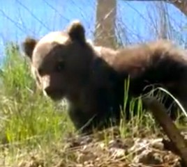 Nallıhan'da yavru ayı köye indi