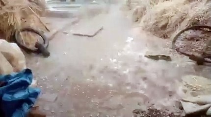 फतेहपुर: कई स्थानों पर बारिश और ओले गिरने से किसान की फसल का हुआ नुकसान