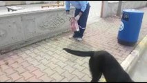 Serik'te sokak hayvanlarına mama bırakıldı