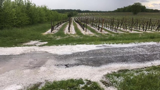 Gironde : la grêle fait des dégâts dans les vignes
