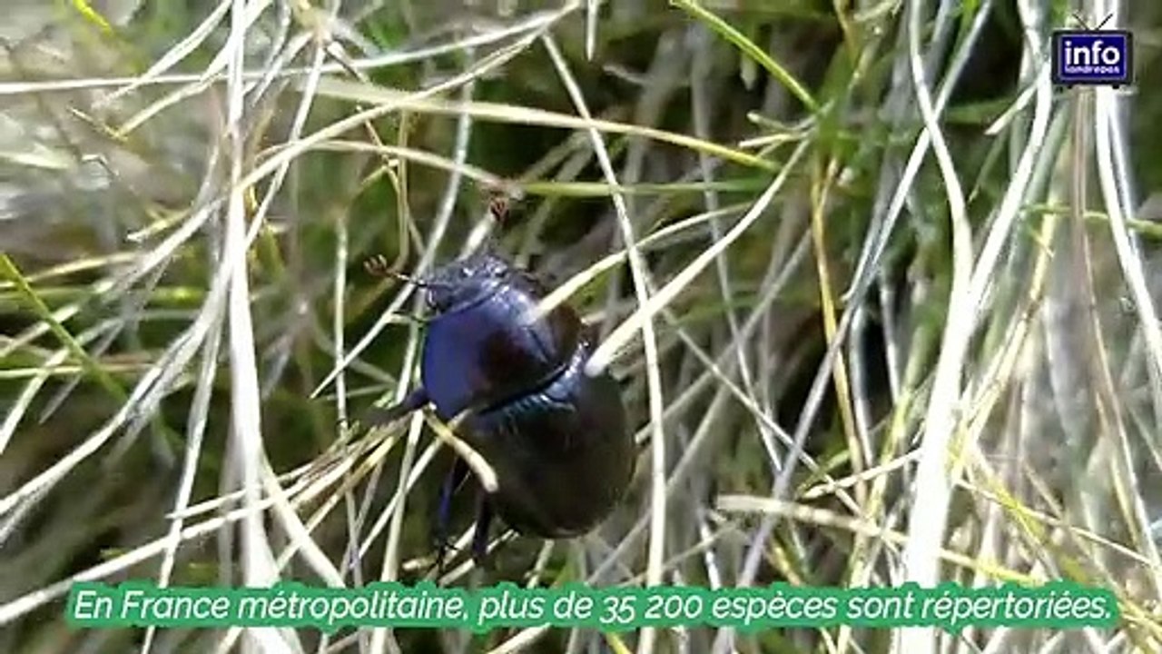 Les insectes : le saviez-vous ?