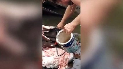 Incroyable séance de pêche au piranhas