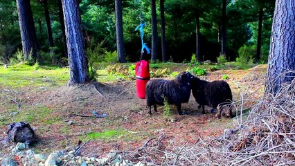 Скачать видео: Il laisse un punching ball dans les bois et filme ce qu'il se passe