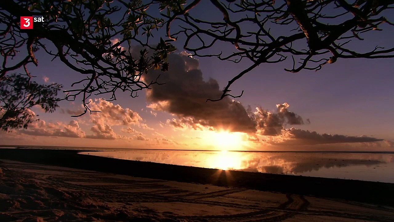 3Sat Doku  -  Helden der Evolution (3/3): Vögel