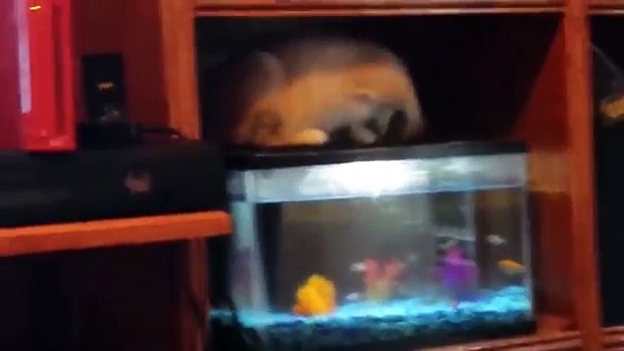 Cute cats and dogs_ Animal funny video compilatio