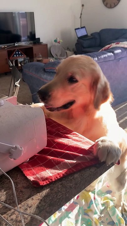 This Golden Retriever Loves Bubbles