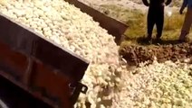 İran'da yüz binlerce civcivin canlı halde üzerlerine toprak dökülerek itlaf edilmesi infial yarattı