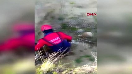 DENİZLİ Çukura düşen kaplumbağaları itfaiye kurtardı