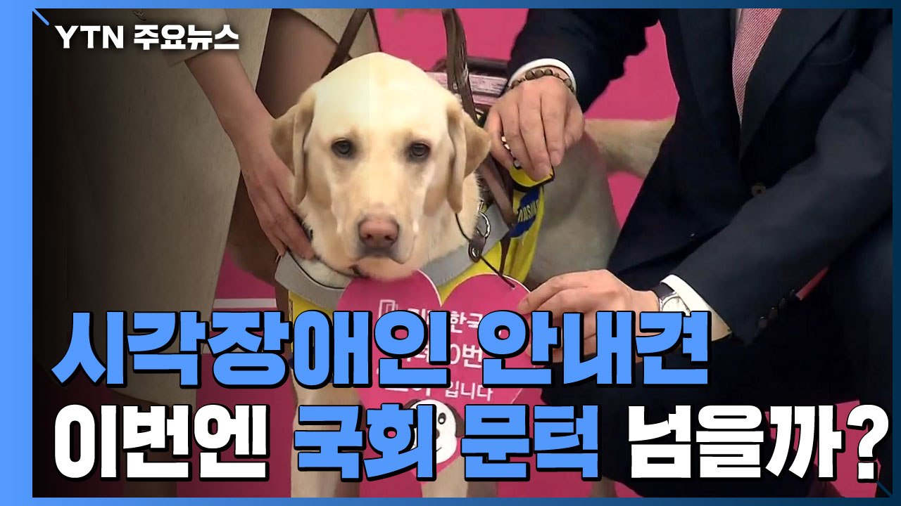 시각장애인 안내견 이번엔 국회 문턱 넘을까? / YTN