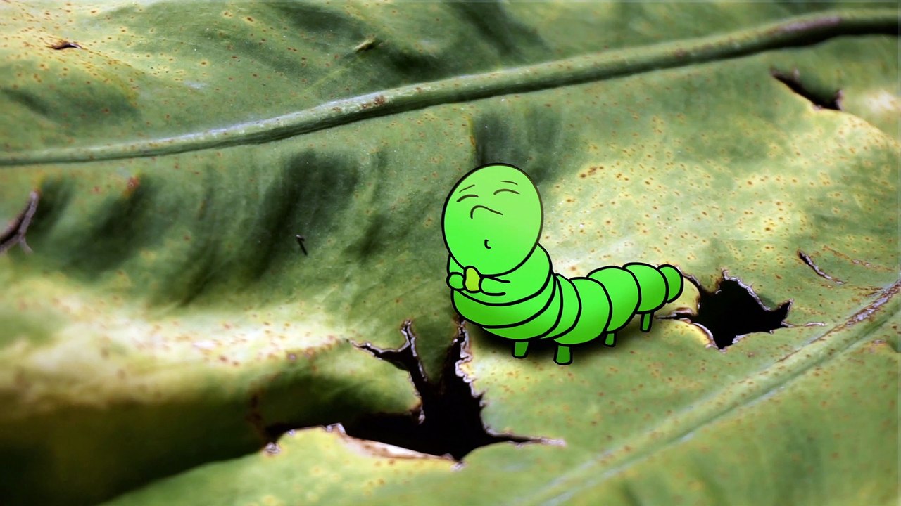 A Bug's Strife