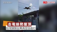走電線爬屋頂 台灣獼猴在台東市區高空自由行