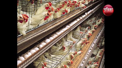 कोरोना का कहर, भूखे मरने पर मजबूर मुर्गे पोल्ट्री उद्योग तबाही की कगार पर