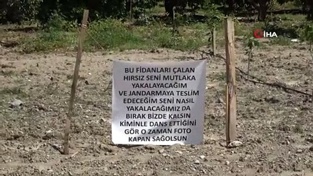 İncir fidanları çalınan çiftçiden hırsıza afişli not