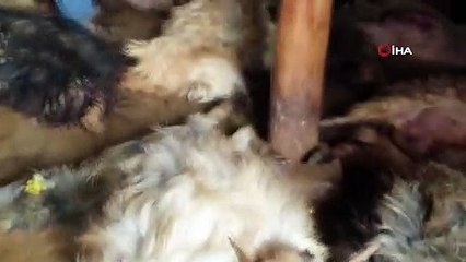 Ahıra giren ayı 50 hayvanı telef etti