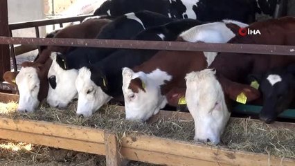 Korona virüs süt üreticisinin hızını kesemedi