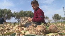 COVID-19 crisis fuels Gaza farmers' economic woes